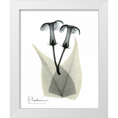 Stephanotis Pair  in Color White Modern Wood Framed Art Print by Koetsier, Albert
