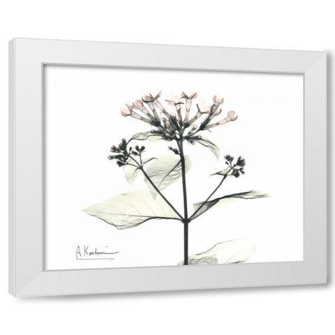 Bounaidia in Bloom White Modern Wood Framed Art Print by Koetsier, Albert