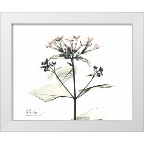 Bounaidia in Bloom White Modern Wood Framed Art Print by Koetsier, Albert