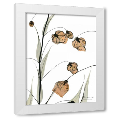 Sandersonia in Bloom White Modern Wood Framed Art Print by Koetsier, Albert