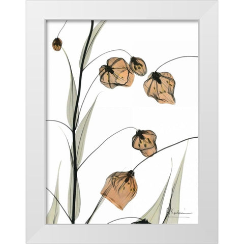 Sandersonia in Bloom White Modern Wood Framed Art Print by Koetsier, Albert