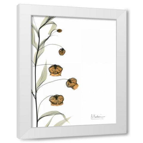 Sandersonia Bouquet  in Bloom White Modern Wood Framed Art Print by Koetsier, Albert