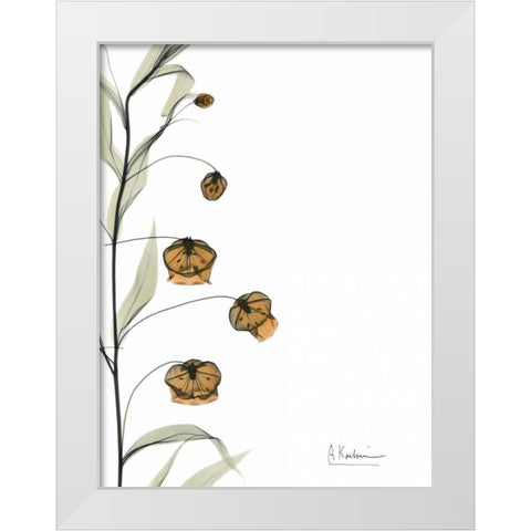 Sandersonia Bouquet  in Bloom White Modern Wood Framed Art Print by Koetsier, Albert