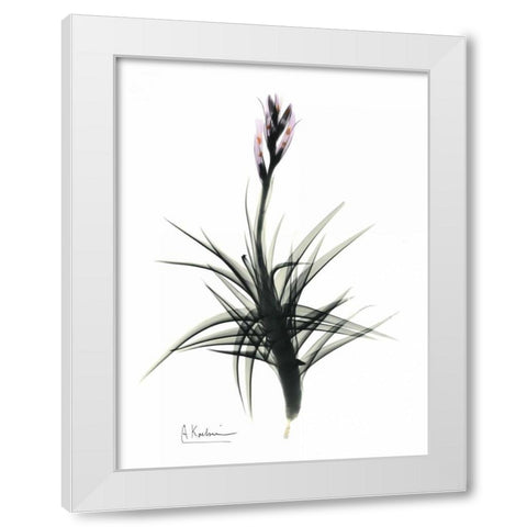 Tillandsia in Bloom White Modern Wood Framed Art Print by Koetsier, Albert