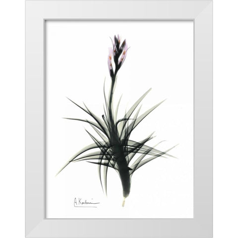 Tillandsia in Bloom White Modern Wood Framed Art Print by Koetsier, Albert