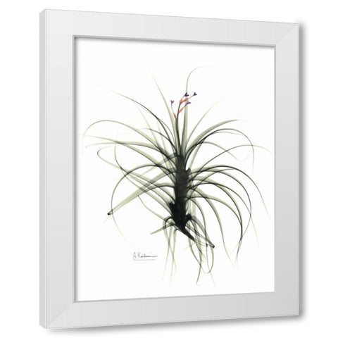 Tillandsia Top White Modern Wood Framed Art Print by Koetsier, Albert