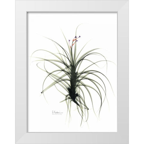 Tillandsia Top White Modern Wood Framed Art Print by Koetsier, Albert