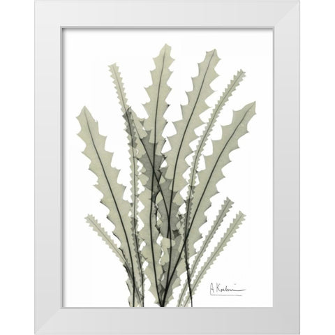 Banksia in Green White Modern Wood Framed Art Print by Koetsier, Albert
