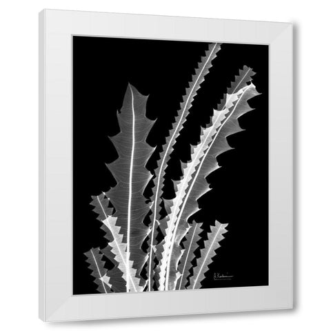 Banksia SE46 White Modern Wood Framed Art Print by Koetsier, Albert