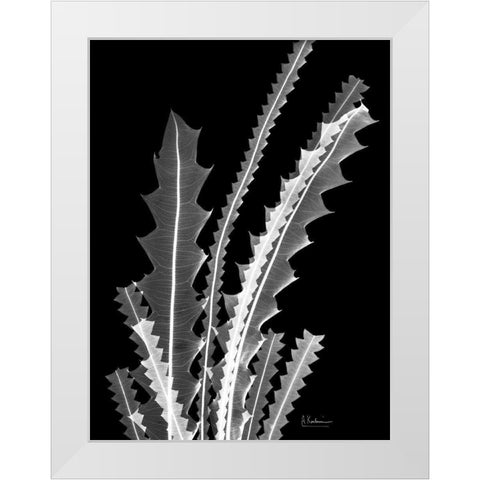 Banksia SE46 White Modern Wood Framed Art Print by Koetsier, Albert