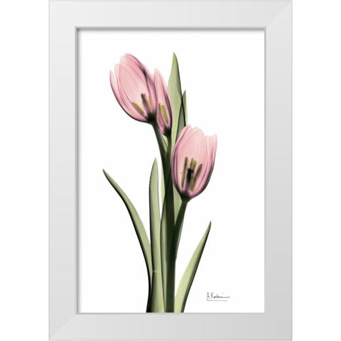 Annie Tulip White Modern Wood Framed Art Print by Koetsier, Albert