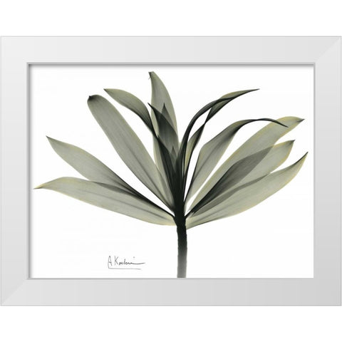 Sons of India Dracaena White Modern Wood Framed Art Print by Koetsier, Albert