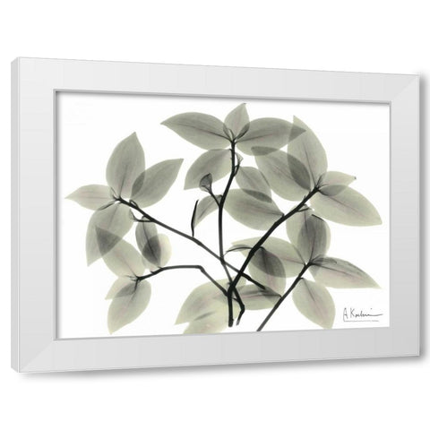 Wandering Jew White Modern Wood Framed Art Print by Koetsier, Albert