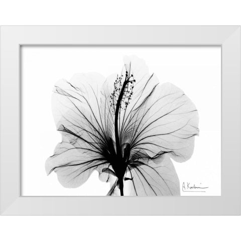 Hibiscus in BandW White Modern Wood Framed Art Print by Koetsier, Albert