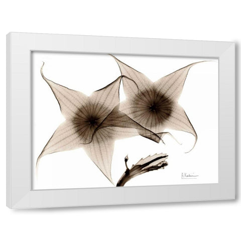 Stapelia in Brown White Modern Wood Framed Art Print by Koetsier, Albert