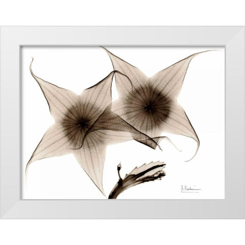 Stapelia in Brown White Modern Wood Framed Art Print by Koetsier, Albert