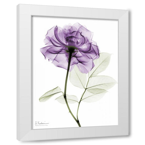 Purple Rose White Modern Wood Framed Art Print by Koetsier, Albert