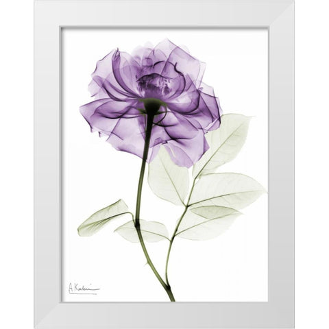 Purple Rose White Modern Wood Framed Art Print by Koetsier, Albert