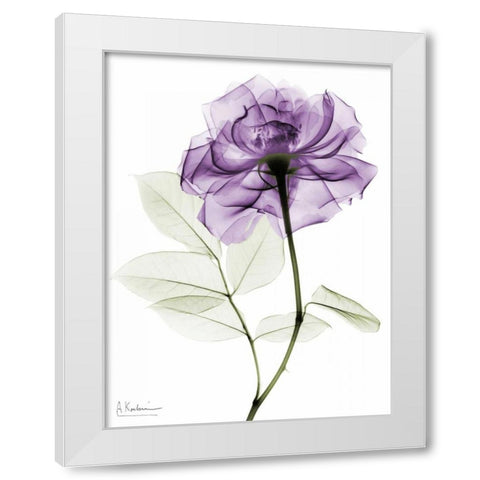 Purlpe Rose 2 White Modern Wood Framed Art Print by Koetsier, Albert