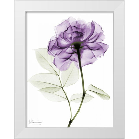 Purlpe Rose 2 White Modern Wood Framed Art Print by Koetsier, Albert