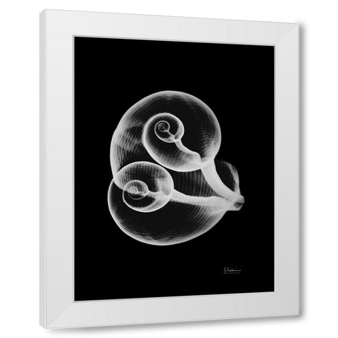 Conjoined Shells on Black White Modern Wood Framed Art Print by Koetsier, Albert
