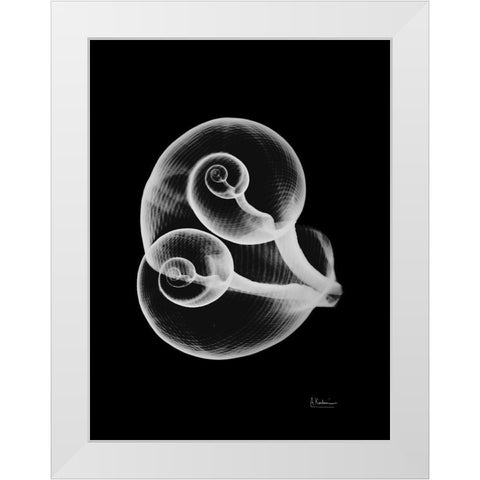 Conjoined Shells on Black White Modern Wood Framed Art Print by Koetsier, Albert