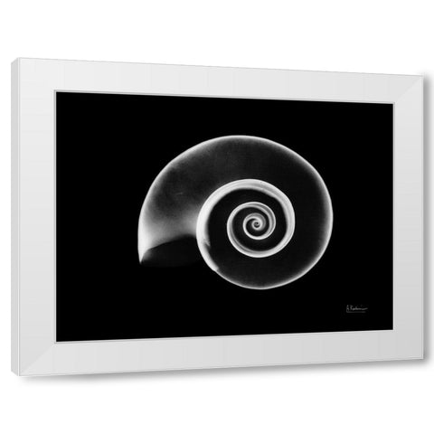 Ramshorn Snail Shell White Modern Wood Framed Art Print by Koetsier, Albert