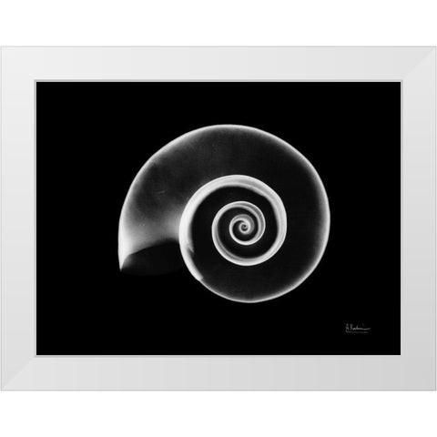 Ramshorn Snail Shell White Modern Wood Framed Art Print by Koetsier, Albert