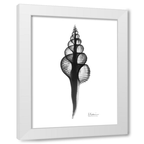 Fusinus Colus White Modern Wood Framed Art Print by Koetsier, Albert