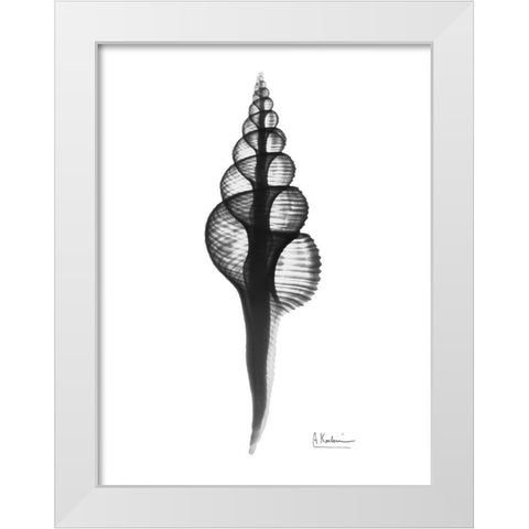 Fusinus Colus White Modern Wood Framed Art Print by Koetsier, Albert