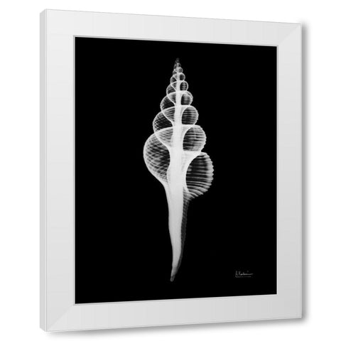 Fusinus Colus White Modern Wood Framed Art Print by Koetsier, Albert