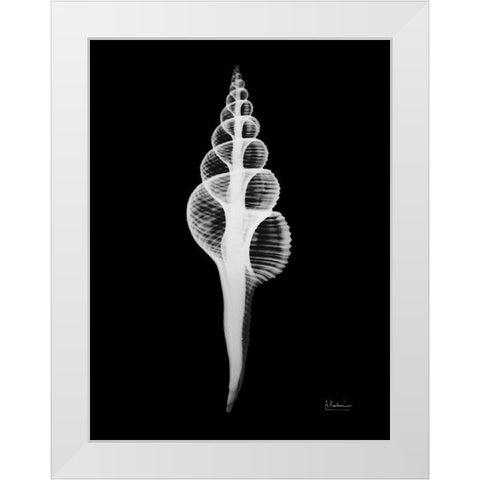 Fusinus Colus White Modern Wood Framed Art Print by Koetsier, Albert