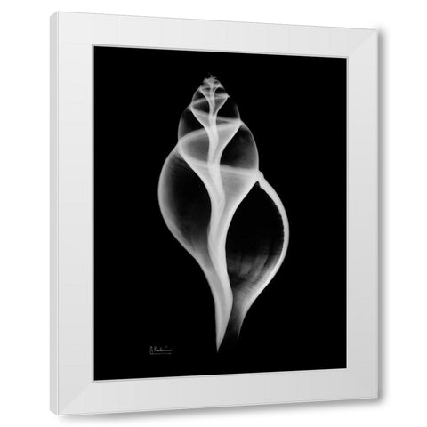 Tulip Shell White Modern Wood Framed Art Print by Koetsier, Albert