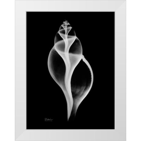 Tulip Shell White Modern Wood Framed Art Print by Koetsier, Albert