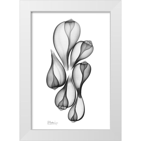 Fig Shells White Modern Wood Framed Art Print by Koetsier, Albert