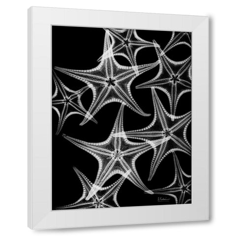 Starfish Spray White Modern Wood Framed Art Print by Koetsier, Albert