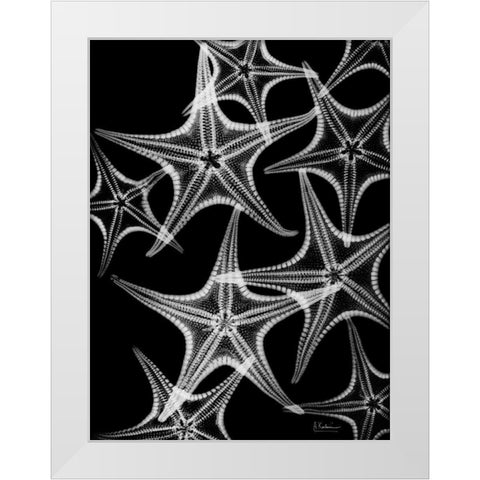 Starfish Spray White Modern Wood Framed Art Print by Koetsier, Albert
