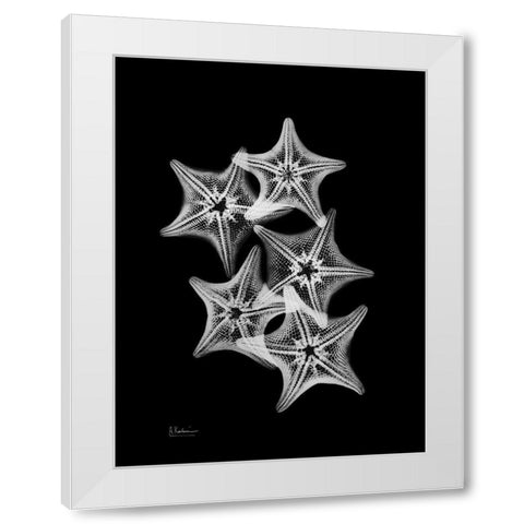 Starfish Collage White Modern Wood Framed Art Print by Koetsier, Albert