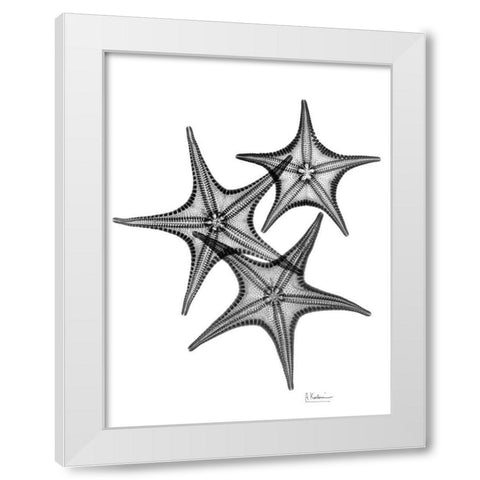 Starfish White Modern Wood Framed Art Print by Koetsier, Albert