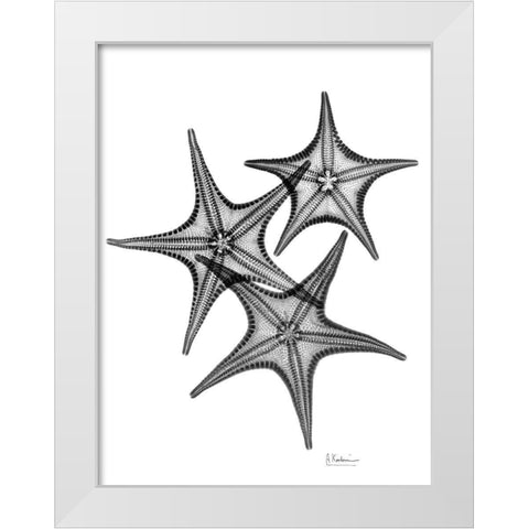 Starfish White Modern Wood Framed Art Print by Koetsier, Albert
