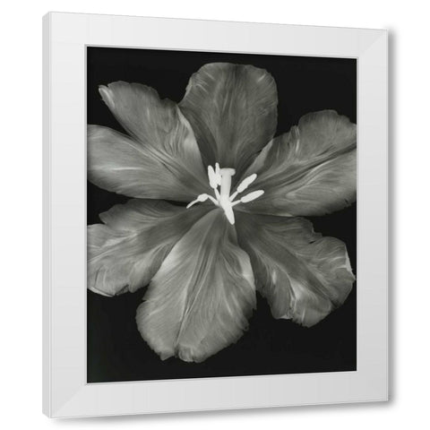 Big Blossom I White Modern Wood Framed Art Print by Koetsier, Albert