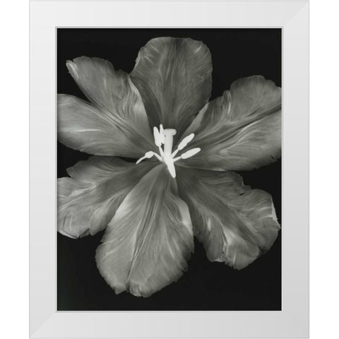 Big Blossom I White Modern Wood Framed Art Print by Koetsier, Albert