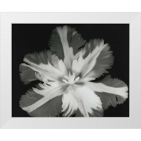 Big Blossom II White Modern Wood Framed Art Print by Koetsier, Albert