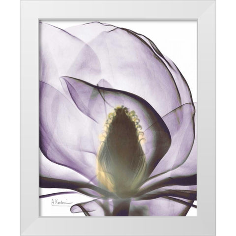 Purple Magnolia A43 White Modern Wood Framed Art Print by Koetsier, Albert
