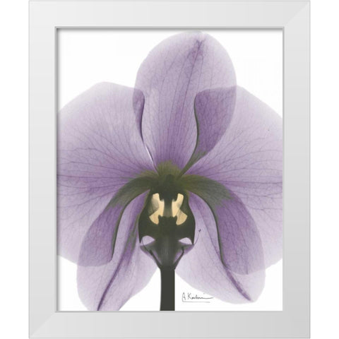 Purple Orchid A29 White Modern Wood Framed Art Print by Koetsier, Albert
