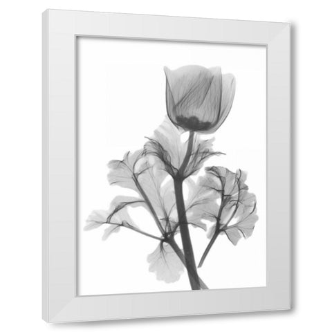 Lonely Anemone White Modern Wood Framed Art Print by Koetsier, Albert