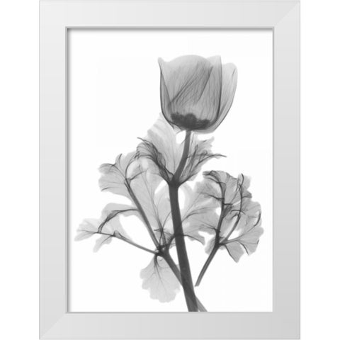 Lonely Anemone White Modern Wood Framed Art Print by Koetsier, Albert