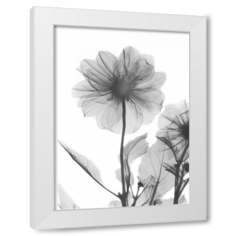 Dahlia Twins White Modern Wood Framed Art Print by Koetsier, Albert