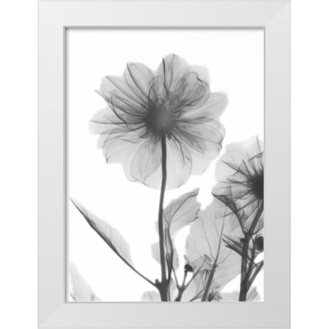 Dahlia Twins White Modern Wood Framed Art Print by Koetsier, Albert