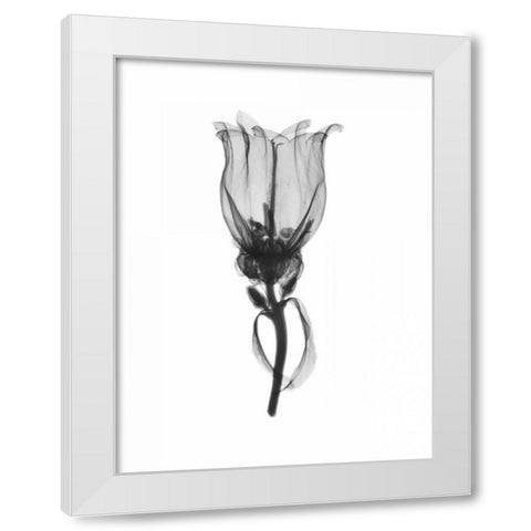 Canterbury Bell White Modern Wood Framed Art Print by Koetsier, Albert